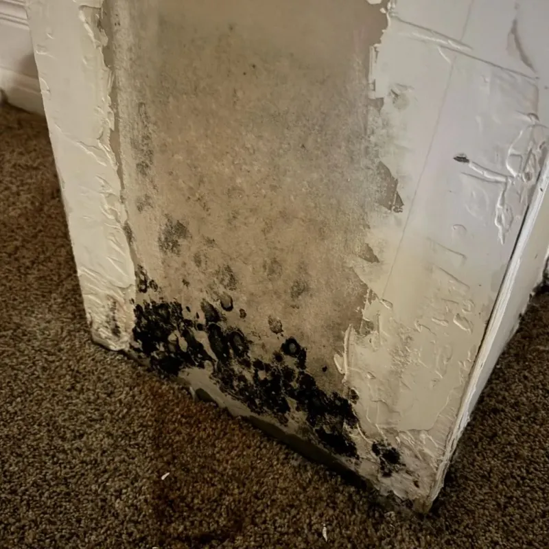 Professional Mold Removal in Sainte Genevieve, MO